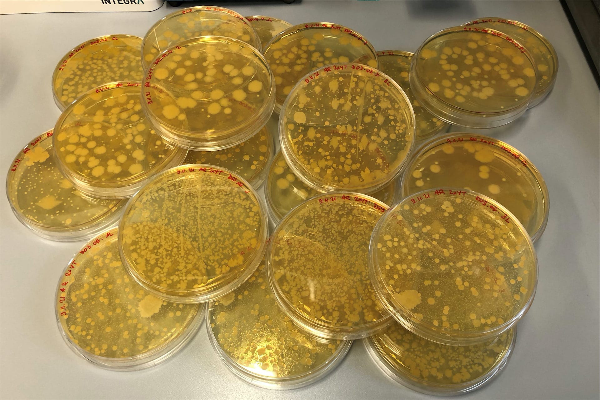 P2 Microbiology Facility.jpg